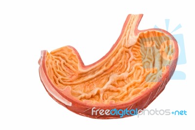 Inside Of Artificial Human Bowels Model Isolated On White Stock Photo
