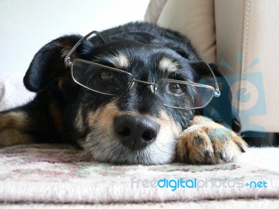 Intelligent Dog Wearing Glasses Stock Photo
