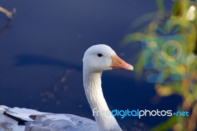 Interesting Photo Of The Snow Goose Stock Photo