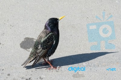 Iridescent Common Starling In Lyme Regis Stock Photo