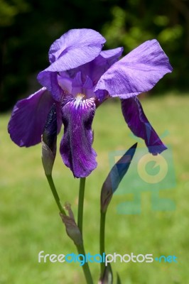 Iris (irideae) Flowering In An English Garden Stock Photo