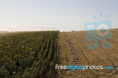 Irrigation System On Sunflower Field Stock Photo