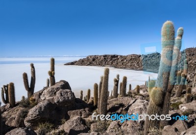 Isla De Pescadores, Salt Lake Uyuni In Bolivia Stock Photo