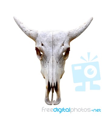 Isolated Bull Skull Stock Photo