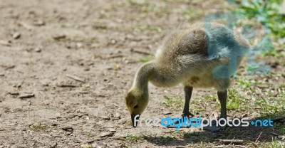 Isolated Image Of A Chick Of Canada Geese Stock Photo