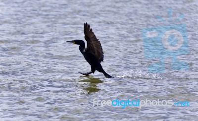 Isolated Image Of A Cormorant Landing To Lake Stock Photo