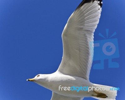 Isolated Image Of A Gull Flying In The Sky Stock Photo