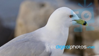 Isolated Image Of A Gull Looking For Food Stock Photo