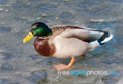 Isolated Image Of A Mallard Standing On Ice Stock Photo