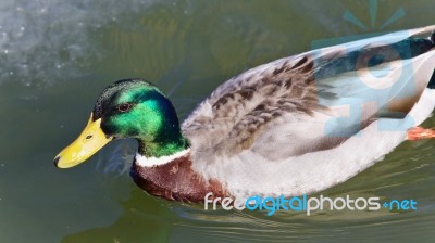 Isolated Image Of A Mallard Swimming In Icy Lake Stock Photo