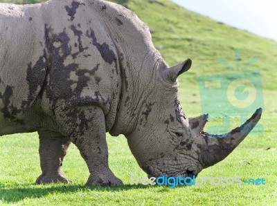 Isolated Image Of A Rhinoceros Eating The Grass Stock Photo