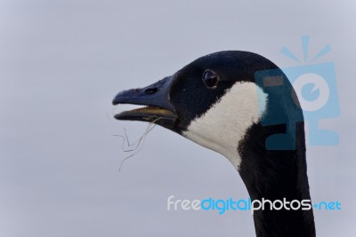 Isolated Image Of A Scared Canada Goose Screaming Stock Photo
