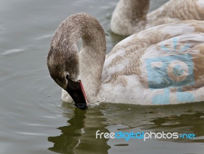 Isolated Image Of A Trumpeter Swan Drinking Water Stock Photo