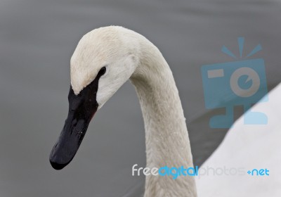 Isolated Image Of A Trumpeter Swan Swimming Stock Photo