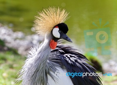 Isolated Image Of An East African Crowned Crane Stock Photo