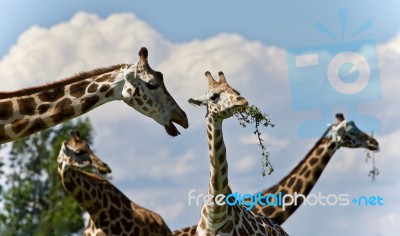 Isolated Image Of Few Cute Giraffes Eating Leaves Stock Photo