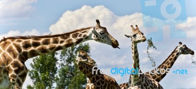 Isolated Image Of Four Cute Giraffes Eating Leaves Stock Photo