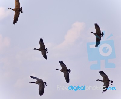 Isolated Image Of Several Canada Geese Flying Stock Photo
