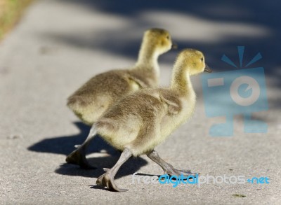 Isolated Image Of Two Cute Chicks Of Canada Geese Stock Photo