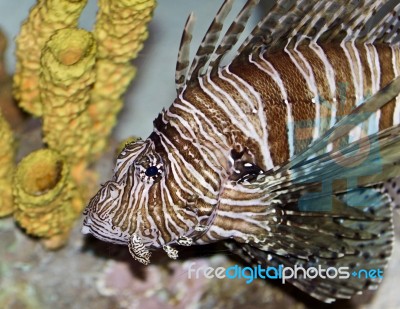 Isolated Photo Of A Beautiful Deadly Fish Swimming Stock Photo