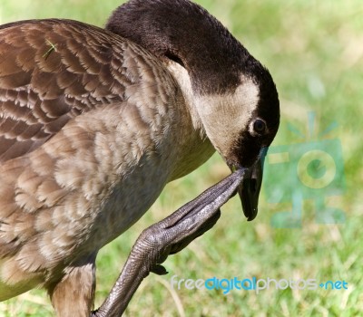 Isolated Photo Of A Canada Goose Cleaning Feathers Stock Photo