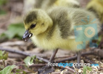 Isolated Photo Of A Chick Of Canada Geese Stock Photo