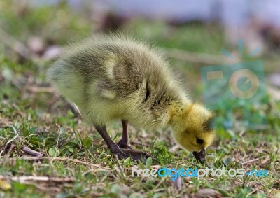 Isolated Photo Of A Chick Of Canada Geese Stock Photo