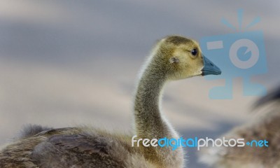 Isolated Photo Of A Cute Chick Of Canada Geese Stock Photo