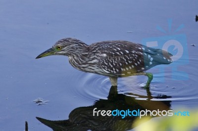 Isolated Photo Of A Funny Black-crowned Night Heron In The Water… Stock Photo