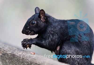 Isolated Photo Of A Funny Squirrel Eating Nuts Stock Photo