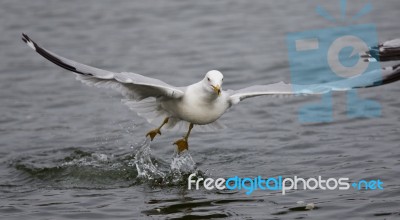 Isolated Photo Of A Gull Taking Off From The Water Stock Photo