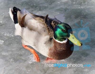 Isolated Photo Of A Mallard Walking On Ice Stock Photo