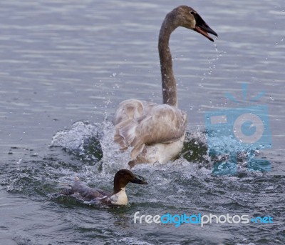 Isolated Photo Of A Puzzled Swan Under Attack Of A  Crazy Duck Stock Photo