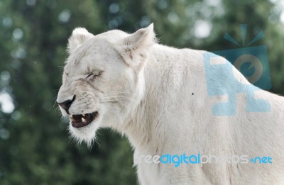 Isolated Photo Of A Scary White Lion Screaming Stock Photo