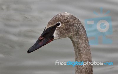 Isolated Photo Of A Trumpeter Swan Swimming Stock Photo