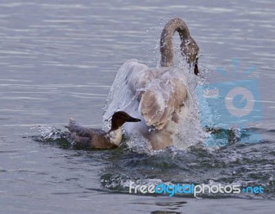 Isolated Photo Of A Trumpeter Swan Under Attack Of A  Crazy Duck… Stock Photo