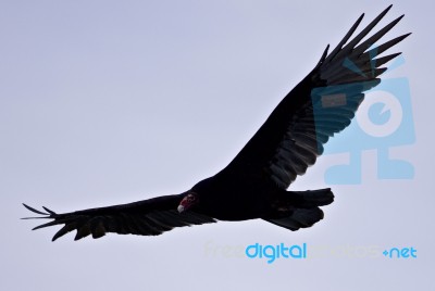 Isolated Photo Of A Vulture In The Sky Stock Photo