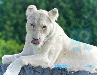 Isolated Photo Of A White Lion Looking At Camera Stock Photo