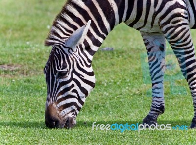 Isolated Photo Of A Zebra Eating The Grass Stock Photo