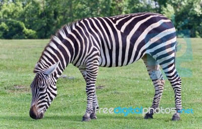 Isolated Photo Of A Zebra Eating The Grass Stock Photo