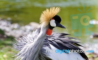 Isolated Photo Of An East African Crowned Crane Stock Photo
