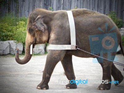 Isolated Photo Of An Elephant Showing Circus Stock Photo