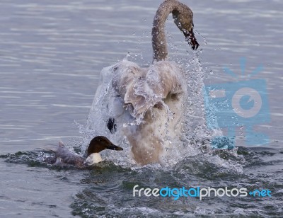 Isolated Picture Of A Trumpeter Swan Under Attack Of A  Crazy Duck Stock Photo
