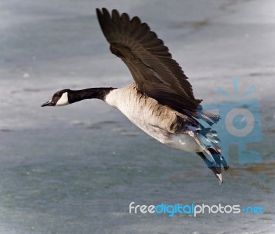 Isolated Picture With A Canada Goose Landing Stock Photo