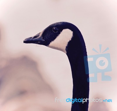 Isolated Picture With A Cute Canada Goose Stock Photo