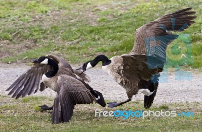 Isolated Picture With A Fight Between Two Canada Geese Stock Photo