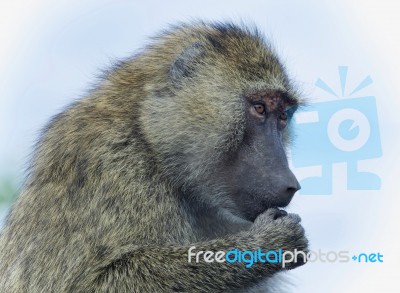 Isolated Picture With A Funny Baboon Looking Aside Stock Photo