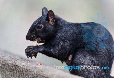 Isolated Picture With A Funny Squirrel Eating Nuts Stock Photo