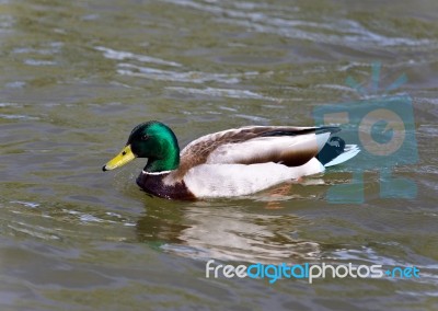 Isolated Picture With A Mallard Swimming In Lake Stock Photo