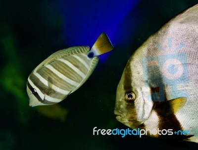 Isolated Picture With A Pair Of Fishes Swimming Stock Photo